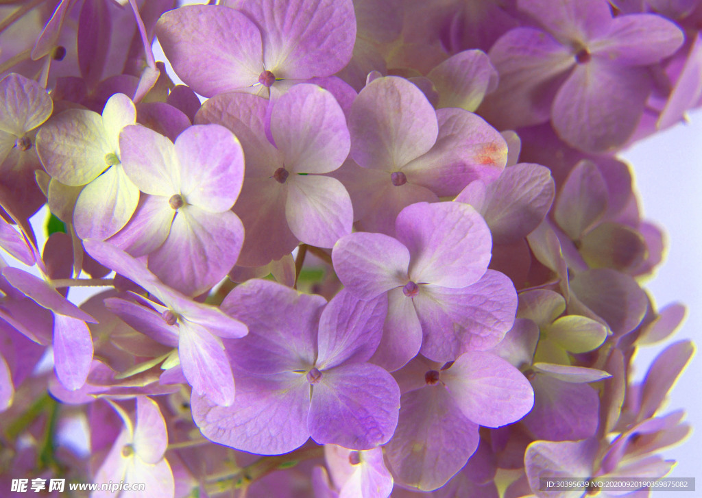 花素材