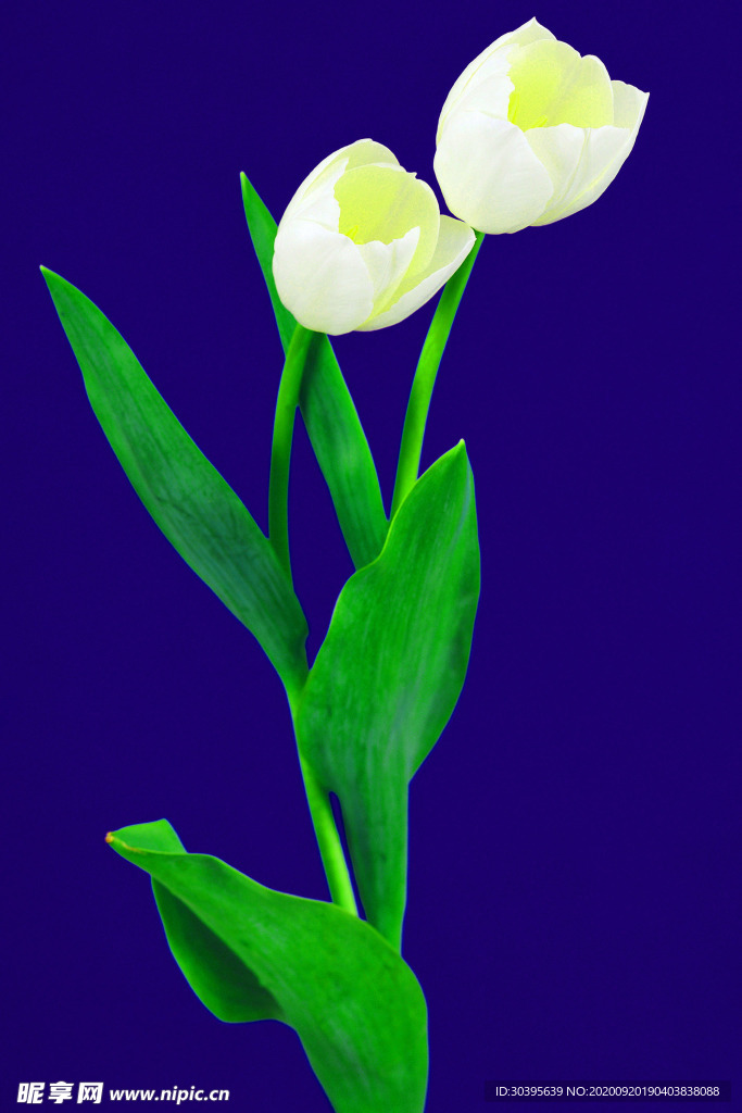 花素材