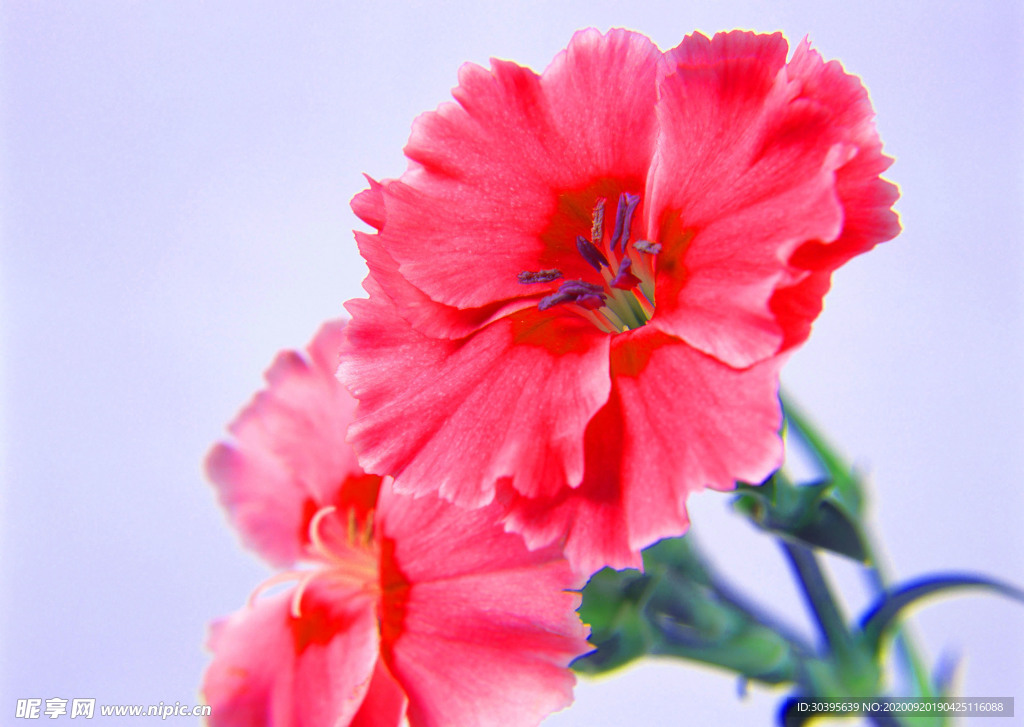 花素材