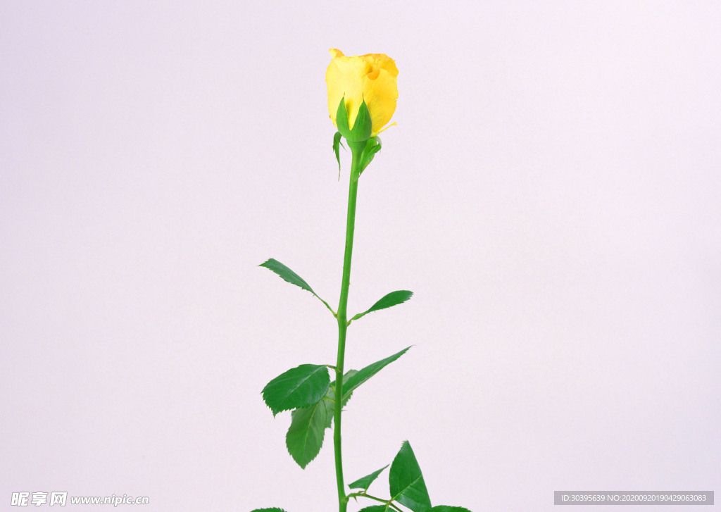 花素材
