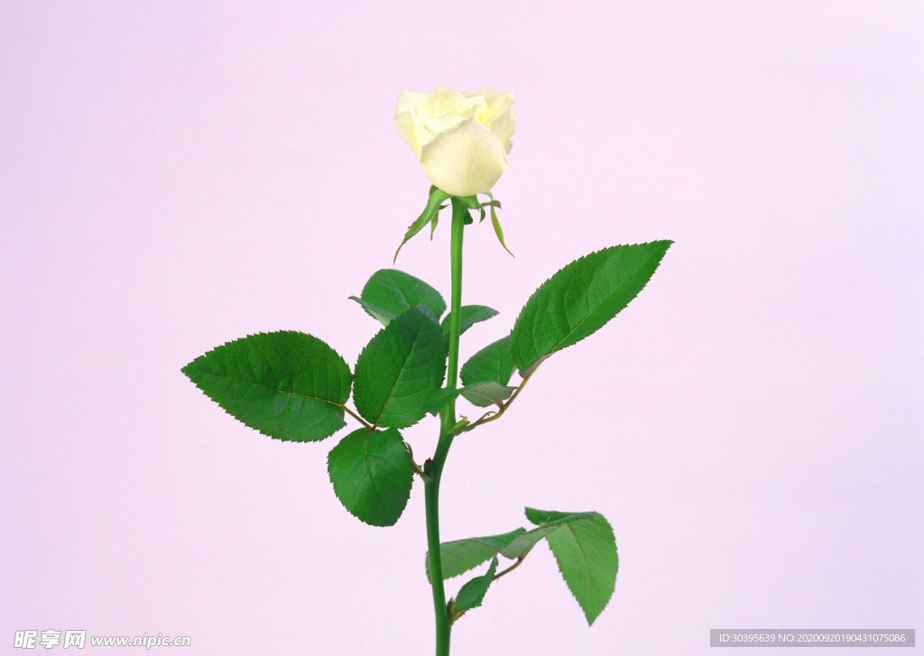 花素材