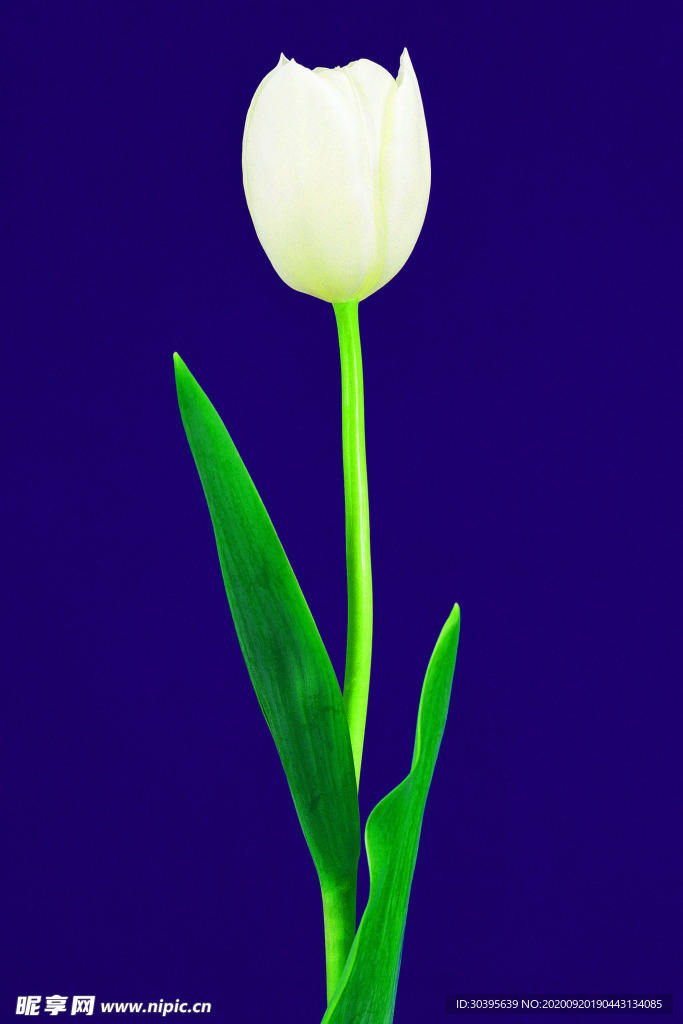 花素材