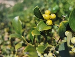土茯苓