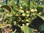 菝葜