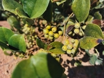 菝葜