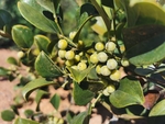 菝葜