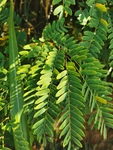 山槐