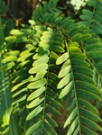 山槐