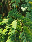 山槐