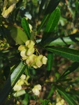 车桑子
