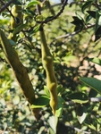 皂荚