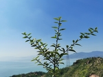 蓝天与植物