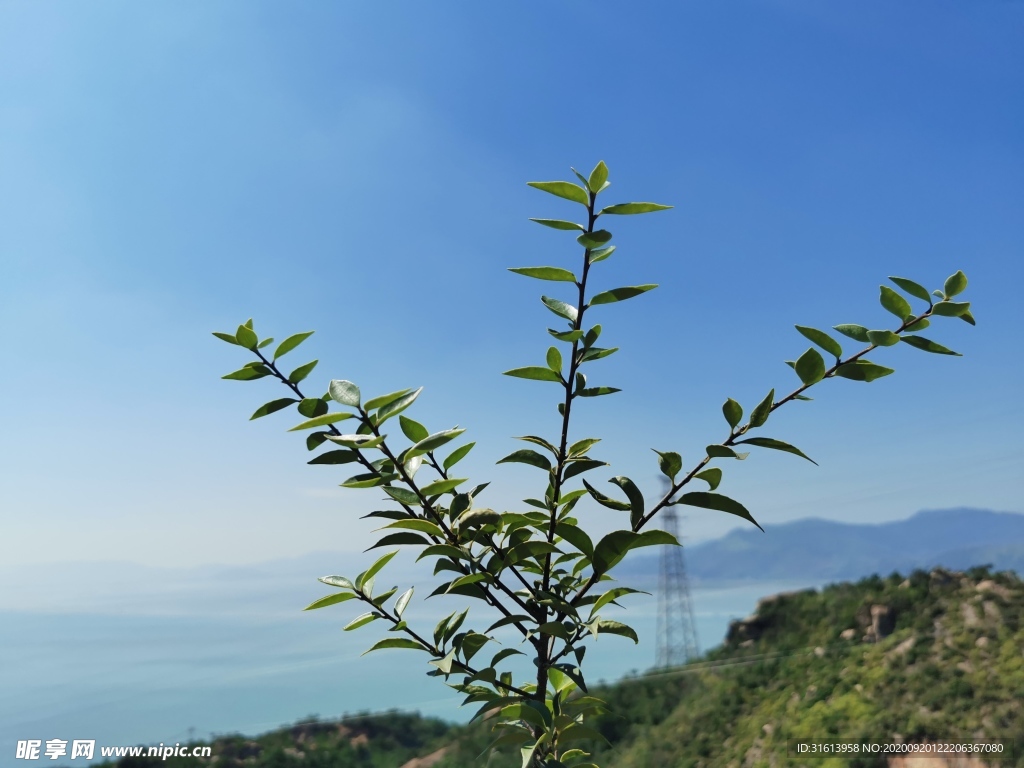 蓝天与植物