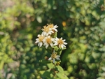 三脉紫菀