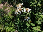 山白菊