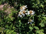 三脉紫菀