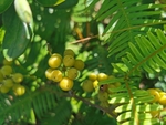 菝葜