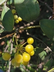菝葜