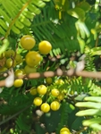 菝葜