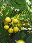 土茯苓
