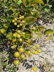 菝葜
