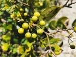菝葜