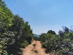 山