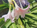 石蒜
