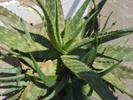 芦荟
