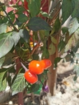 小灯笼椒