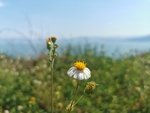 鬼针草