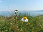 盲肠草
