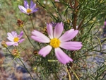 波斯菊
