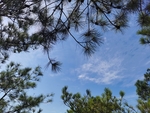 松树与蓝天