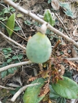 木莲