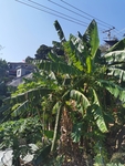 青香蕉