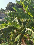 香蕉树