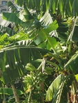香蕉