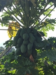木瓜