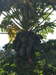 木瓜
