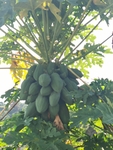 木瓜树