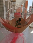 气球花