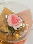 气球花