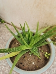 芦荟