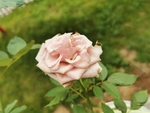 粉红色玫瑰花