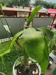 昙花