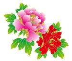 牡丹花 上伍