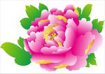 牡丹花 上陆