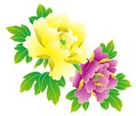 牡丹花 上柒