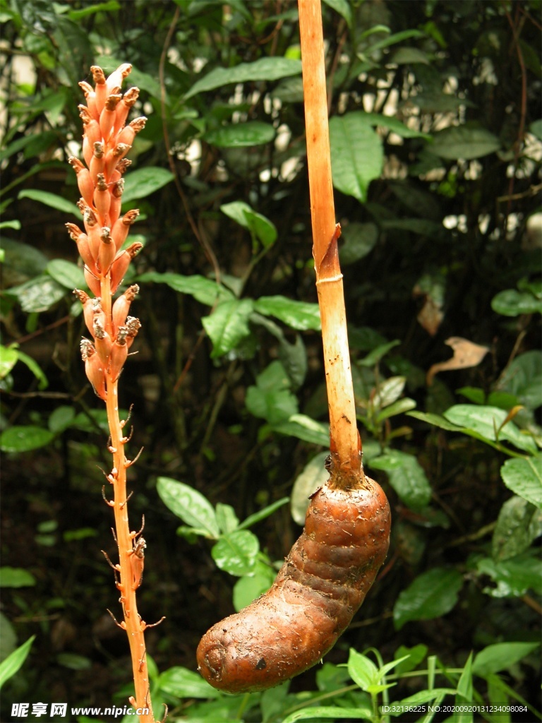 菌类食材